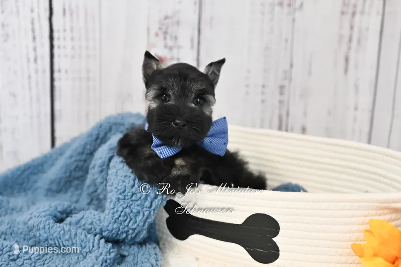 AKC Handsome Lil Stetson – Miniature Schnauzer puppy for sale in Antlers, OK
