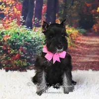 AKC Black & Silver | Roxie, a female Miniature Schnauzer for sale in Antlers, OK – Photo 5 of 7