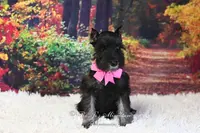AKC Black & Silver | Roxie, a female Miniature Schnauzer for sale in Antlers, OK – Photo 5 of 7