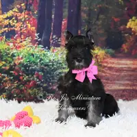 AKC Black & Silver | Roxie, a female Miniature Schnauzer for sale in Antlers, OK – Photo 3 of 7