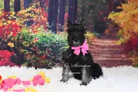 AKC Black & Silver | Roxie, a female Miniature Schnauzer for sale in Antlers, OK – Photo 3 of 7