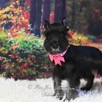 AKC Black & Silver | Roxie, a female Miniature Schnauzer for sale in Antlers, OK – Photo 7 of 7