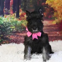 AKC Black & Silver | Roxie, a female Miniature Schnauzer for sale in Antlers, OK – Photo 4 of 7