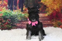 AKC Black & Silver | Roxie, a female Miniature Schnauzer for sale in Antlers, OK – Photo 4 of 7