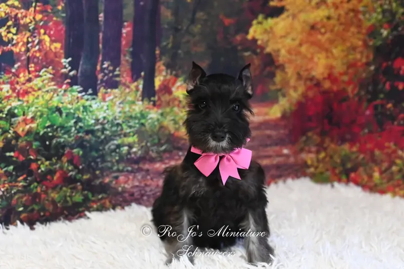 AKC Black & Silver | Roxie