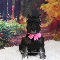 AKC Black & Silver | Roxie, a female Miniature Schnauzer for sale in Antlers, OK – Photo 1 of 7