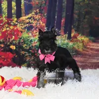 AKC Black & Silver | Roxie, a female Miniature Schnauzer for sale in Antlers, OK – Photo 2 of 7