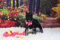 AKC Black & Silver | Roxie, a female Miniature Schnauzer for sale in Antlers, OK – Photo 2 of 7