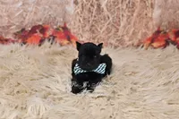 AKC Handsome Lil Shadow , a male Miniature Schnauzer for sale in Antlers, OK – 4 of 4