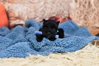 AKC Handsome Lil Jett, a male Miniature Schnauzer for sale in Antlers, OK – 4 of 4