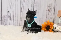 AKC Black & Silver| Abby, a female Miniature Schnauzer for sale in Antlers, OK – 6 of 10