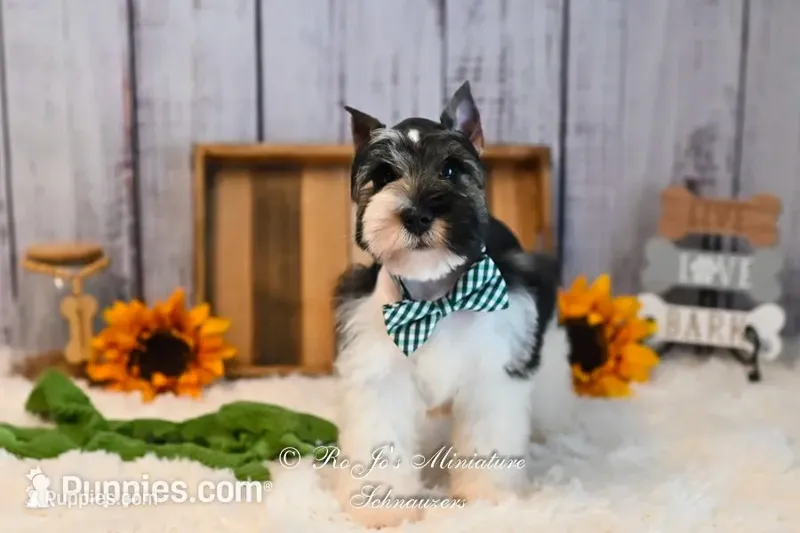 AKC Parti Mini Schnauzer | Stoeger – Miniature Schnauzer puppy for sale in Antlers, OK