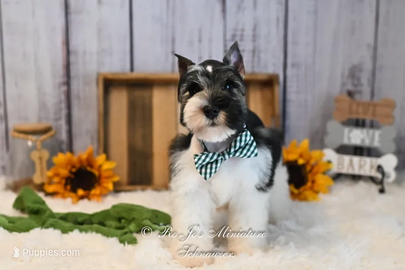 AKC Parti Mini Schnauzer | Stoeger – Miniature Schnauzer puppy for sale in Antlers, OK