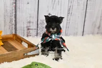 AKC Black & Silver Schnauzer | Cole, a male Miniature Schnauzer for sale in Antlers, OK – 4 of 4