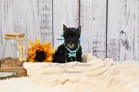 AKC Black & Silver| Abby, a female Miniature Schnauzer for sale in Antlers, OK – 3 of 10