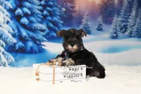 AKC | Handsome Lil Dexter, a male Miniature Schnauzer for sale in Antlers, OK – Photo 3 of 5