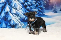 AKC | Handsome Lil Dexter, a male Miniature Schnauzer for sale in Antlers, OK – Photo 5 of 5