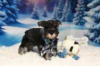 AKC | Handsome Lil Dexter, a male Miniature Schnauzer for sale in Antlers, OK – Photo 4 of 5