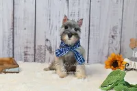 AKC Salt & Pepper | Max, a male Miniature Schnauzer for sale in Antlers, OK – 6 of 7