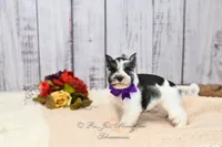 AKC Salt & Pepper Parti | Jewels, a female Miniature Schnauzer for sale in Antlers, OK – 3 of 7