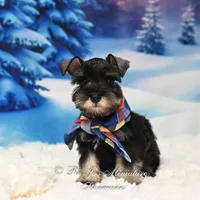 AKC | Handsome Lil Bentley, a male Miniature Schnauzer for sale in Antlers, OK – Photo 5 of 6