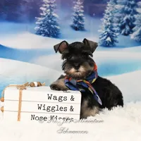 AKC | Handsome Lil Bentley, a male Miniature Schnauzer for sale in Antlers, OK – Photo 4 of 6