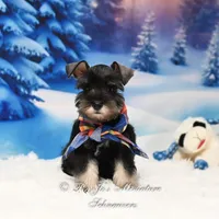 AKC | Handsome Lil Bentley, a male Miniature Schnauzer for sale in Antlers, OK – Photo 3 of 6