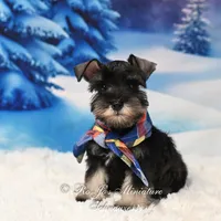 AKC | Handsome Lil Bentley, a male Miniature Schnauzer for sale in Antlers, OK – Photo 1 of 6