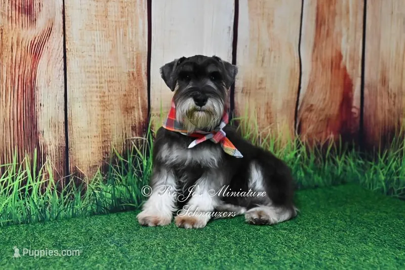 AKC | Handsome Lil Bentley – Miniature Schnauzer puppy for sale in Antlers, OK