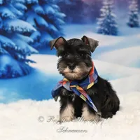 AKC | Handsome Lil Bentley, a male Miniature Schnauzer for sale in Antlers, OK – Photo 6 of 6