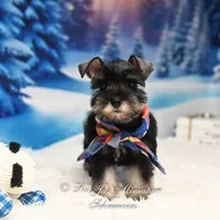 AKC | Handsome Lil Bentley, a male Miniature Schnauzer for sale in Antlers, OK – Photo 2 of 6