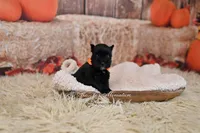 AKC Handsome Lil Ace, a male Miniature Schnauzer for sale in Antlers, OK – 3 of 6