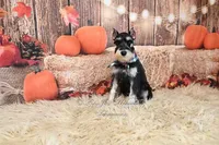 AKC Black & Silver Phantom | Tux, a male Miniature Schnauzer for sale in Antlers, OK – 9 of 9
