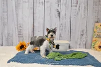 AKC Salt & Pepper Parti| Jaeger, a male Miniature Schnauzer for sale in Antlers, OK – 5 of 6