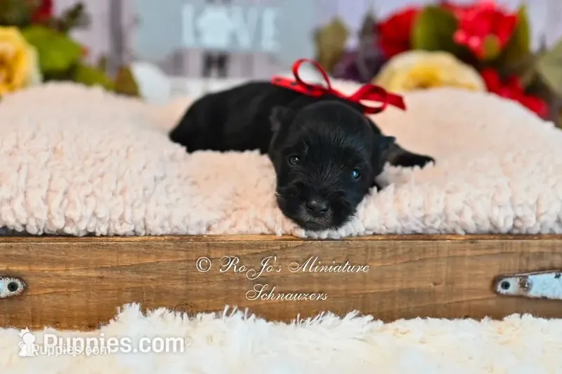 AKC Black & Silver| Annie – Miniature Schnauzer puppy for sale in Antlers, OK