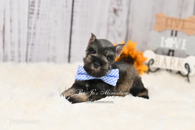 AKC Dallas – Miniature Schnauzer puppy for sale in Antlers, OK