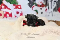 AKC Jaxson, a male Miniature Schnauzer for sale in Antlers, OK – Photo 2 of 7