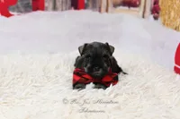 AKC Jaxson, a male Miniature Schnauzer for sale in Antlers, OK – Photo 3 of 7