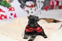 AKC Jaxson, a male Miniature Schnauzer for sale in Antlers, OK – Photo 5 of 7
