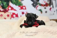 AKC Jaxson, a male Miniature Schnauzer for sale in Antlers, OK – Photo 4 of 7