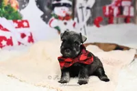 AKC Jaxson, a male Miniature Schnauzer for sale in Antlers, OK – Photo 7 of 7