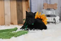 AKC Black Mini Schnauzer Boy, a male Miniature Schnauzer for sale in Antlers, OK – 2 of 8