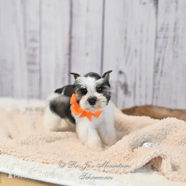 Salt & Pepper Parti | Tinker Bell – Miniature Schnauzer puppy for sale in Antlers, OK