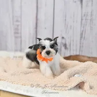 Salt & Pepper Parti | Tinker Bell, a female Miniature Schnauzer for sale in Antlers, OK – 1 of 8