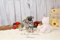 AKC Salt & Pepper | Sydney, a female Miniature Schnauzer for sale in Antlers, OK – 3 of 7
