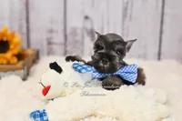 AKC Dallas, a male Miniature Schnauzer for sale in Antlers, OK – 6 of 7