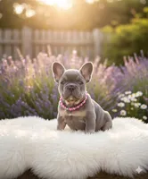 Diamond, a female French Bulldog for sale in Coral Springs, FL – Photo 1 of 5