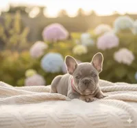 Diamond, a female French Bulldog for sale in Coral Springs, FL – Photo 3 of 5