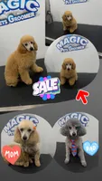 Lola, a female Poodle - Toy  for sale in Coral Springs, FL – 3 of 3
