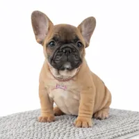 Maxi, a female French Bulldog for sale in Coral Springs, FL – Photo 1 of 6